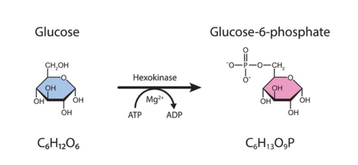 Carbohydrate Kinases - Creative BioMart 