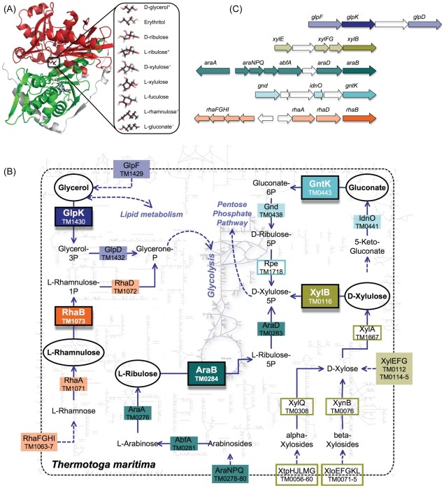 The three-dimensional structure, functional contexts, and genomic contexts of FGGY kinases.