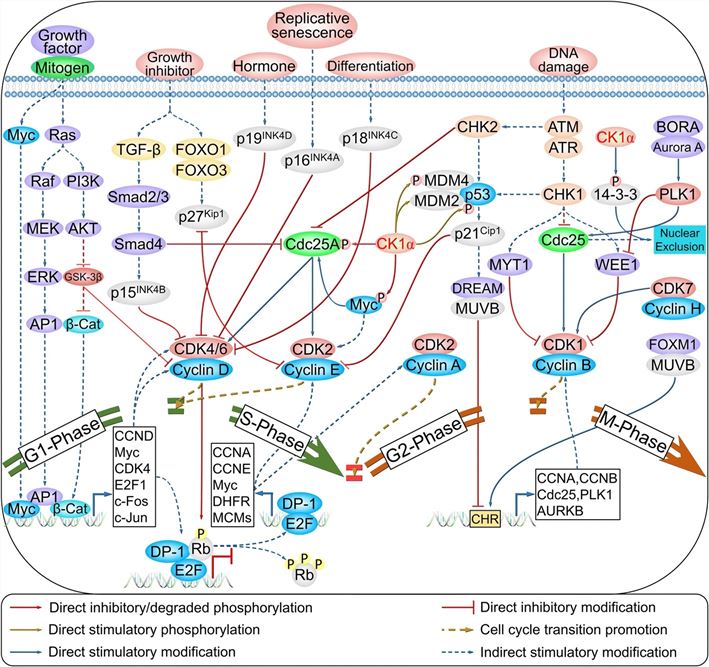 Cell cycle regulation by CK1α