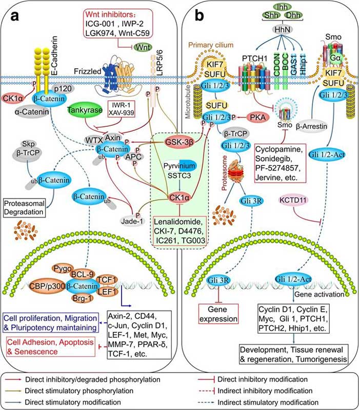 CK1α mediates crosstalk between Wnt/β-catenin and Hedgehog signaling networks.