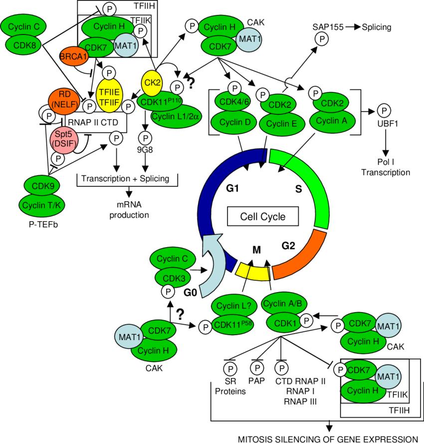 Network of CDK/cyclin complexes regulating cell cycle, transcription, and mRNA processing via cross-talk between multiple CDKs. 