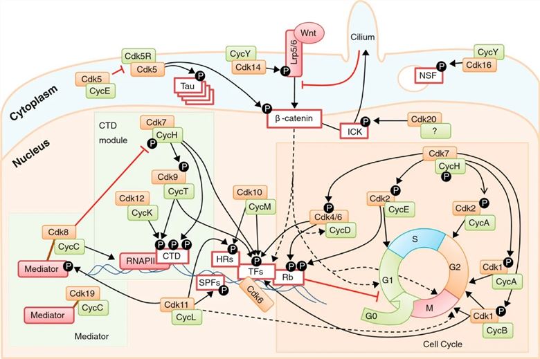 An overview of CDK functions in the cell.