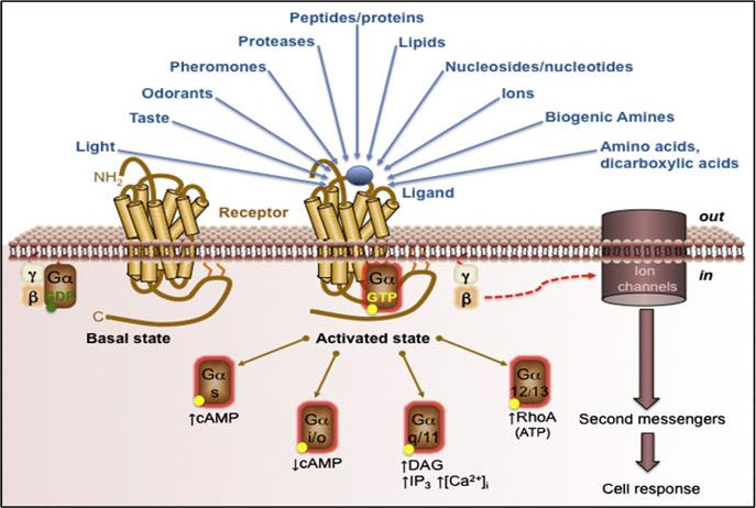 GPCRs are known to be activated by a diverse plethora of ligands and stimuli. 