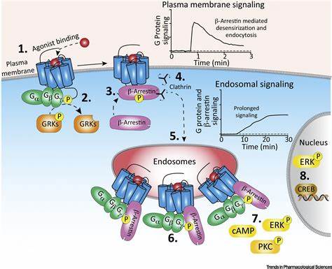 Therapeutic Targeting of Endosomal G-Protein-Coupled Receptors.