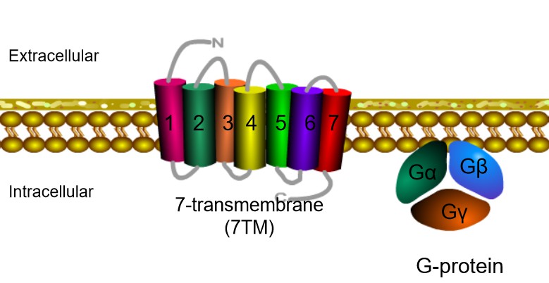 Chemokine Receptors - Creative BioMart 