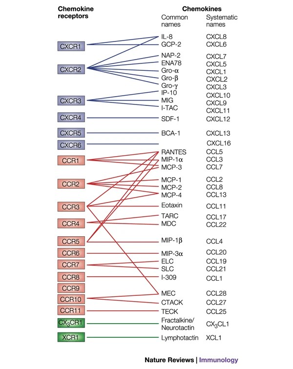 Chemokine receptors and their ligands. 