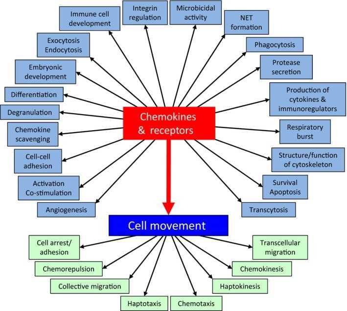 Functions of chemokines and their receptors.