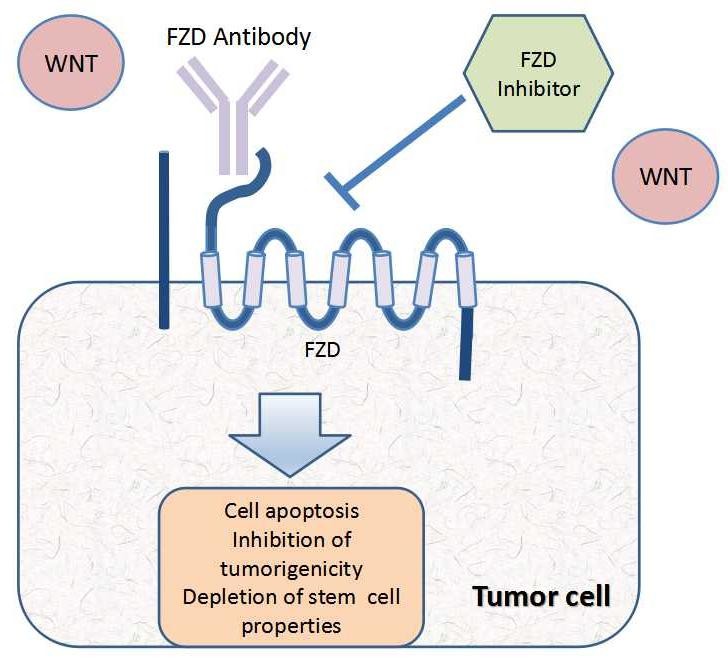 Wnt signaling pathways - Creative BioMart