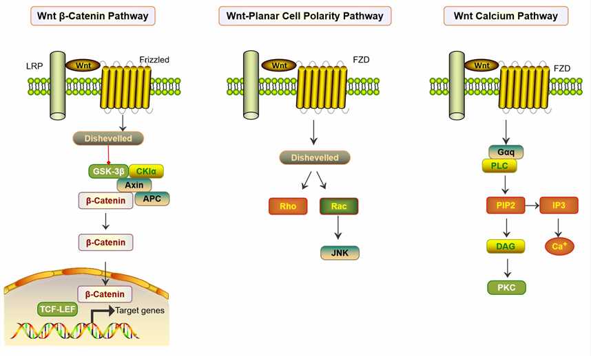 Frizzled Receptors as Potential Therapeutic Targets in Human Cancers.