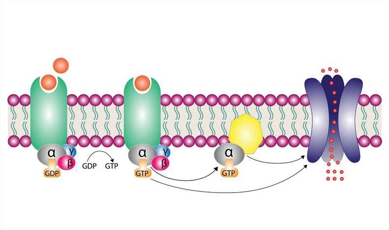 Neurotransmitter G Protein-Coupled Receptors - Creative BioMart 
