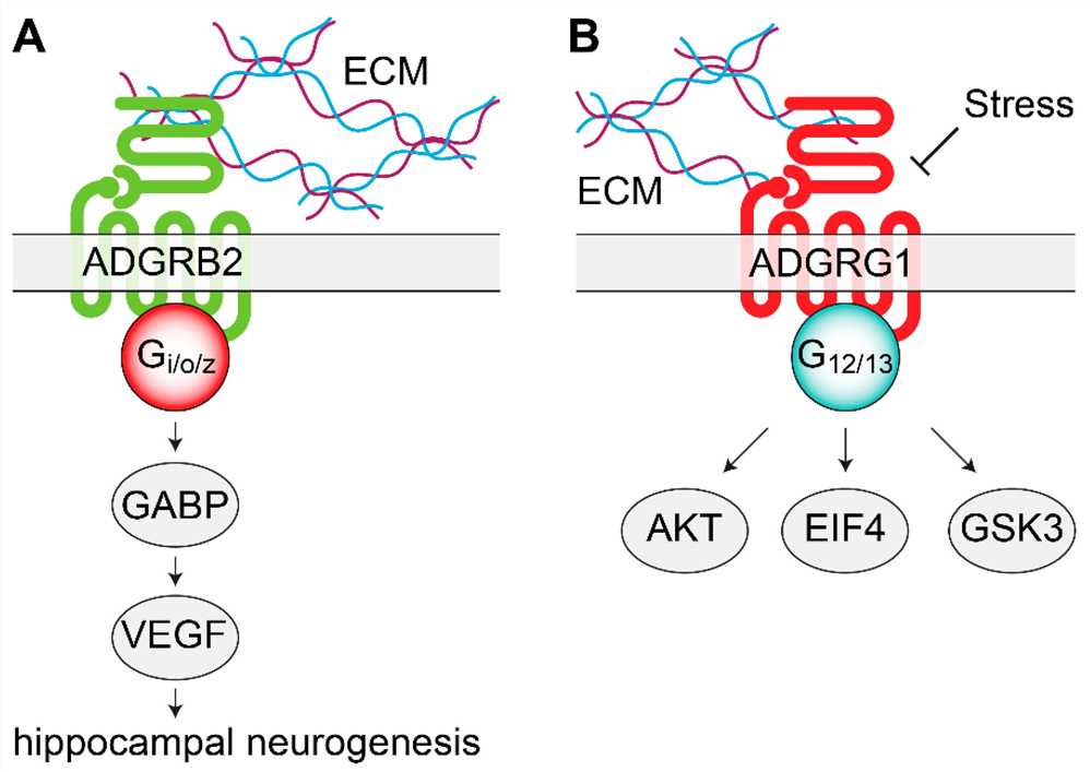 Signaling mechanisms of adhesion orphan G protein-coupled receptors (oGPCRs) involved in mood disorders.