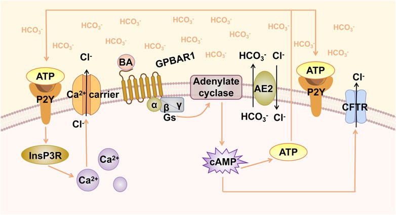 GPBAR1-induced biliary HCO3− umbrella.