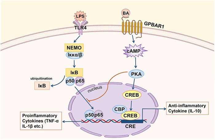 GPBAR1 relieves hepatic inflammation.