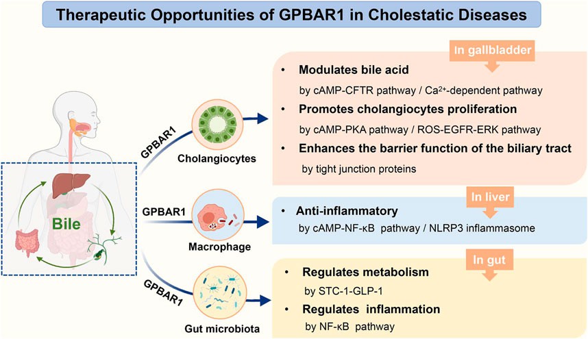 The role of GPBAR1 in cholestatic diseases.