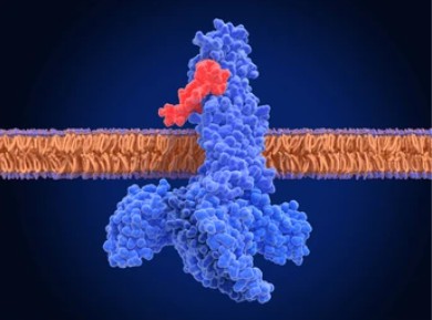 Peptide Hormone G Protein-Coupled Receptors - Creative BioMart