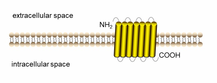 G Protein-Coupled Receptors (GPCRs) - Creative BioMart 