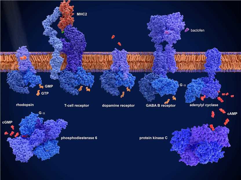 Our Advantages of G Protein-Coupled Receptors (GPCRs) - Creative BioMart 