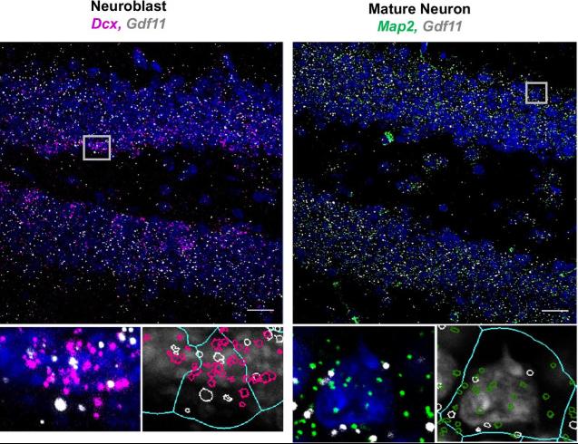 Fig1. Gdf11 is expressed by neuroblasts and mature neurons in the adult dentate gyrus