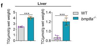 Fig1. Obesogenic phenotype of bmp8a-/- zebrafish.