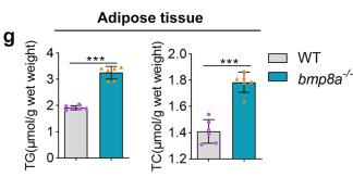 Fig1. Obesogenic phenotype of bmp8a-/- zebrafish.