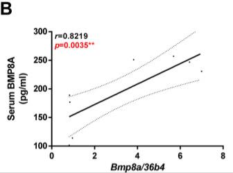 Fig1. Obesogenic phenotype of bmp8a-/- zebrafish.