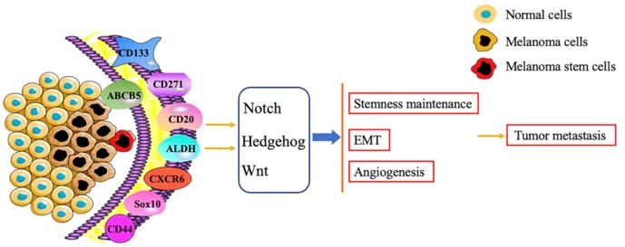 Melanoma Stem Cell Markers