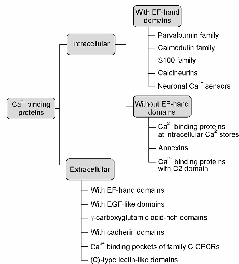 The main types of calcium-binding proteins (CaBPs).