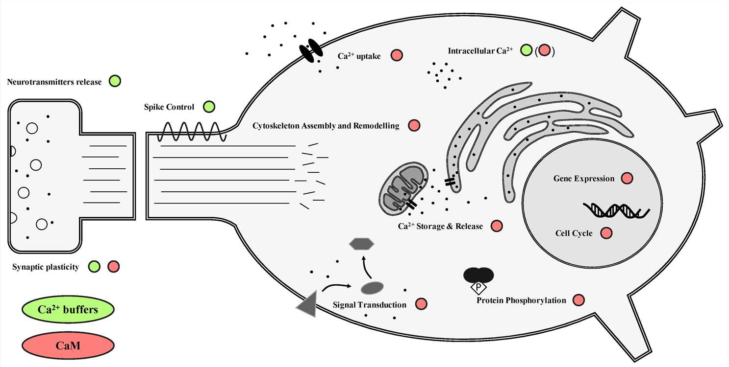 Schematic overview of the functions of buffer and sensor calcium-binding proteins (CBPs) in neurons.