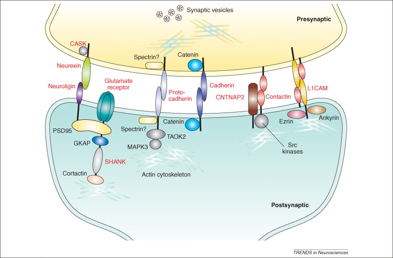 Synaptic cell-adhesion molecules.