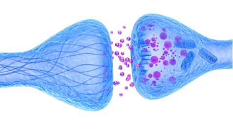 Synaptic Proteins - Creative BioMart