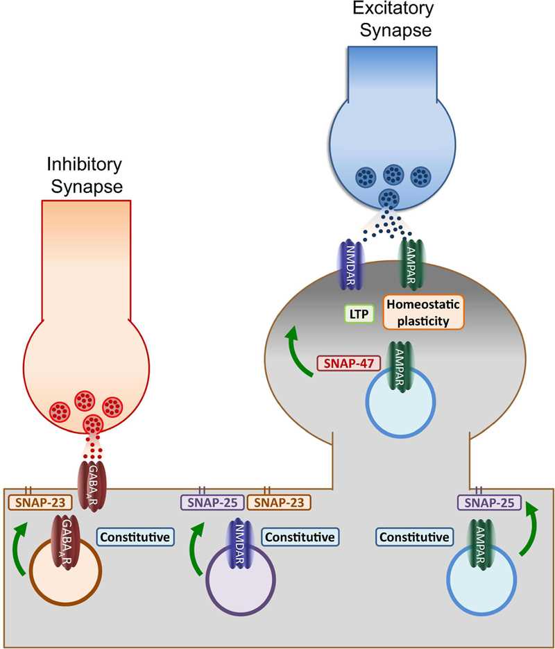 Functions of postsynaptic SNAPs.