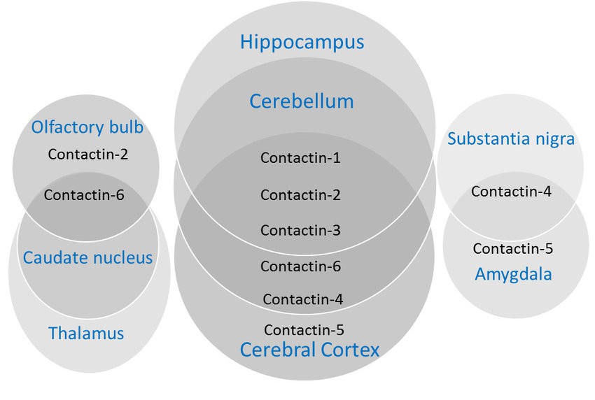 General structure of the contactins.