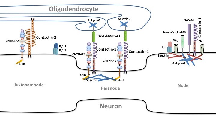 Contactin-1 and contactin-2 in axonal domain organization.