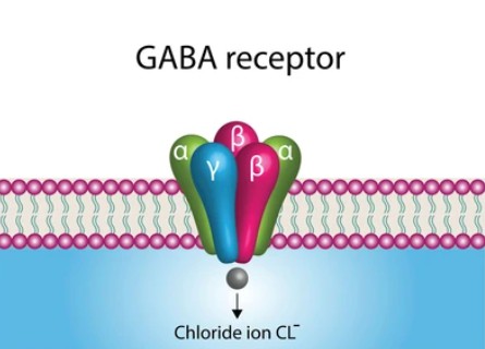 GABA Receptors - Creative BioMart
