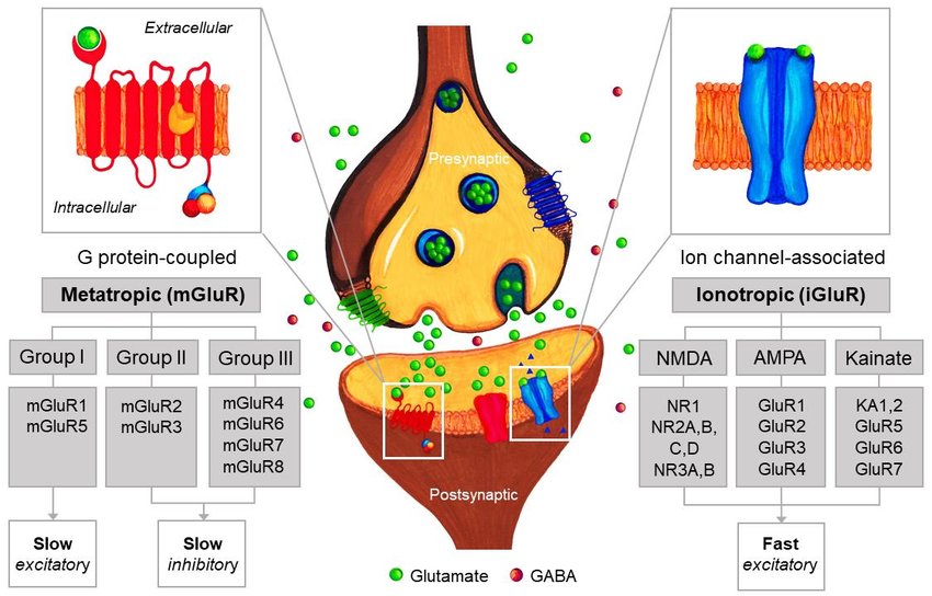 4 Glutamate receptor types.