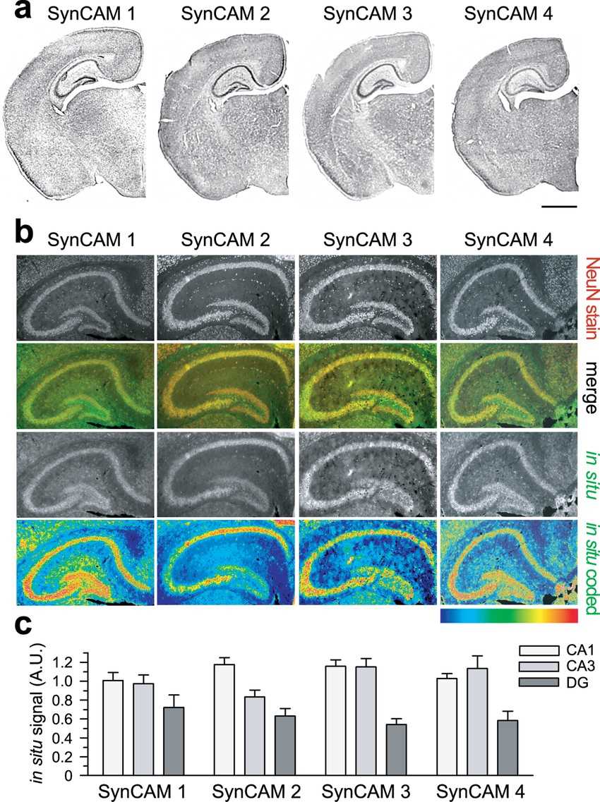 SynCAM proteins are predominantly expressed in neurons and display differential expression patterns in the hippocampus.