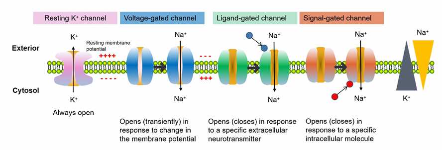 Types of Ion Channels - Creative BioMart