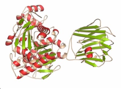 Neurexins and Neuroligins - Creative BioMart