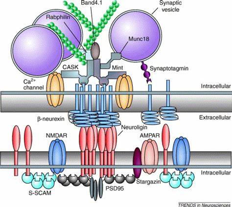 Molecular interactions of postsynaptic neuroligins and presynaptic β-neurexins.