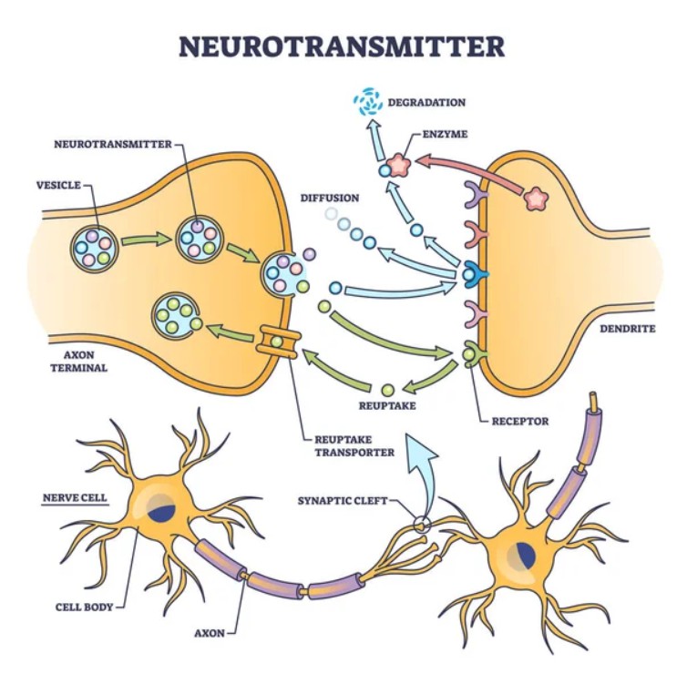 Neurotransmitter Transporters - Creative BioMart