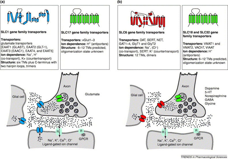 Neurotransmitter transporters: molecular function of important drug targets
