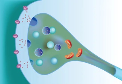 Synaptic proteins and receptors - Creative BioMart 