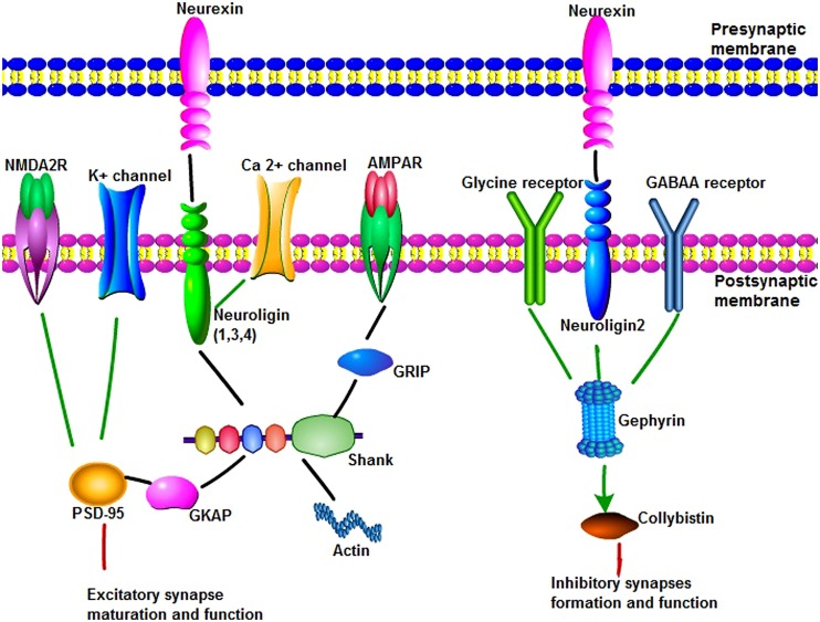 The main synaptic proteins and receptors in synaptogenesis and function.