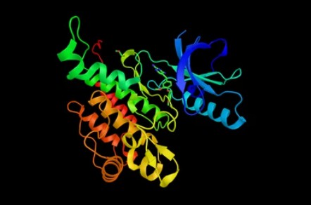 Tropomyosin receptor kinase B, a protein which is the high affinity catalytic receptor for several 'neurotrophins'. - Creative BioMart 