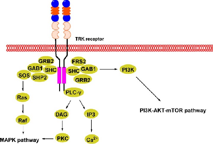 TRK signaling pathway.