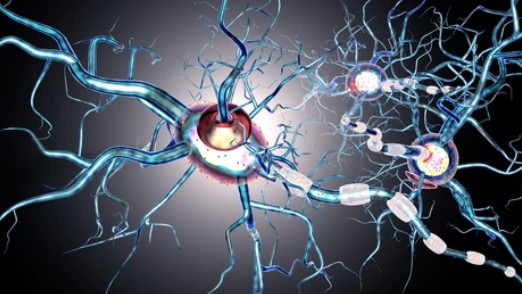 Nerve cells - Creative BioMart 