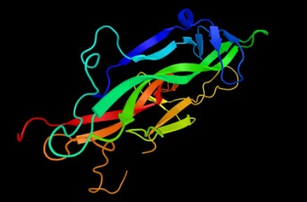 Brain-derived neurotrophic factor (BDNF) - Creative BioMart 