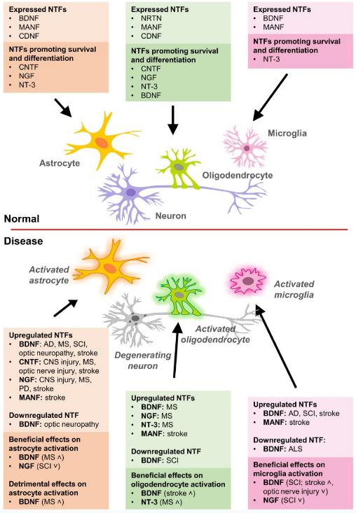 Expression of neurotrophic factors (NTFs) in glial cells and their effects on survival, differentiation, and activation of glia in normal and disease conditions.