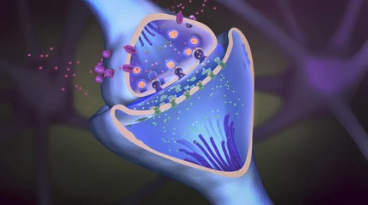 Neurotransmitter Receptors, Transporters, and Ion Channels - Creative BioMart