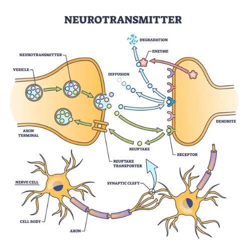 Neurotransmitter process - Creative BioMart